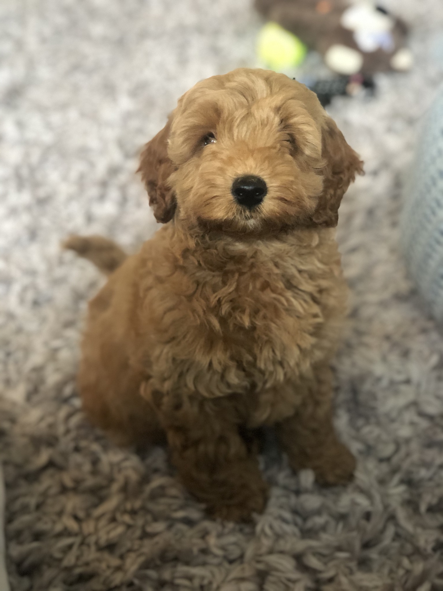 Cockapoo