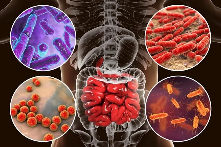 gut health